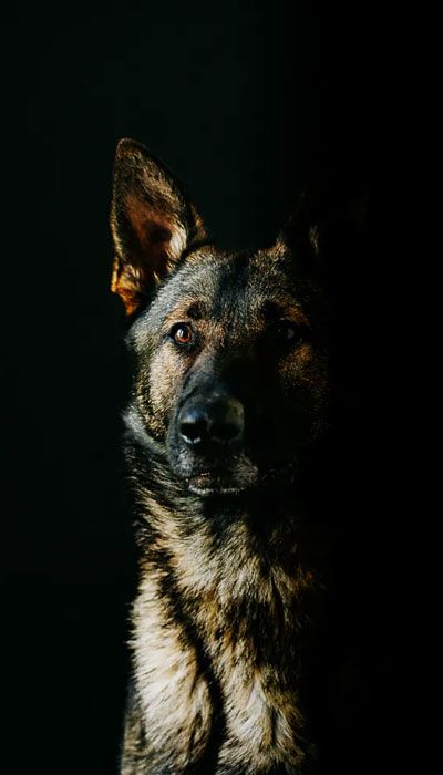 Lifestyle Branding Shoot in Photo and Video | featuring Palos Verdes K9