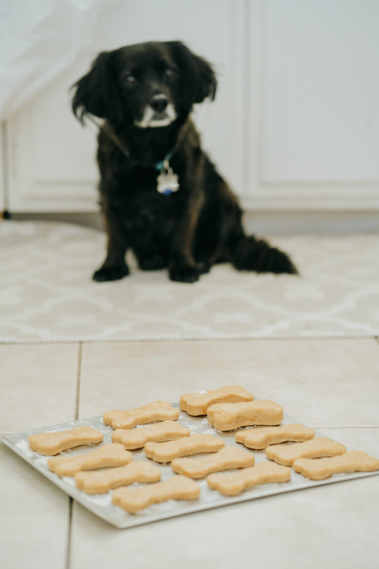 Dog Birthday Celebration Photography at home in Los Angeles, California