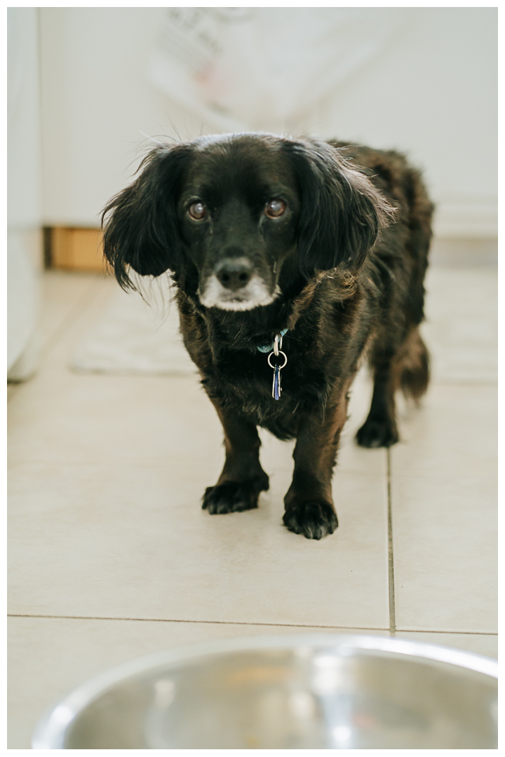 Dog Birthday Celebration Photography at home in Los Angeles, California