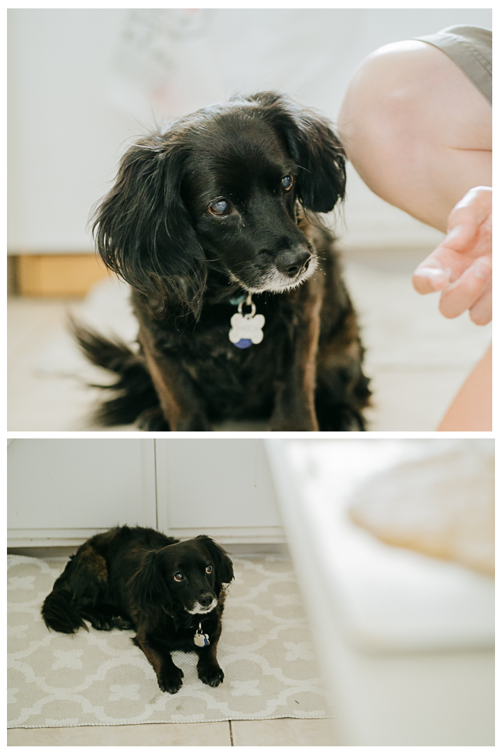 Dog Birthday Celebration Photography at home in Los Angeles, California