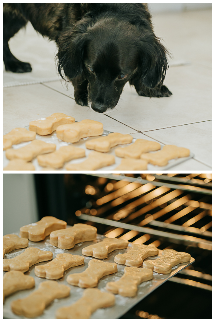 Dog Birthday Celebration Photography at home in Los Angeles, California