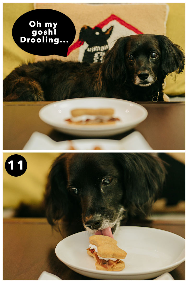 Dog Birthday Celebration Photography at home in Los Angeles, California