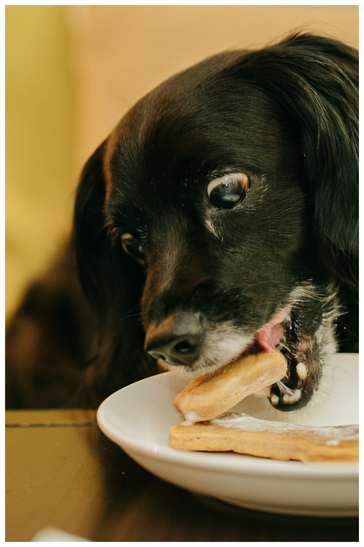 Dog Birthday Celebration Photography at home in Los Angeles, California