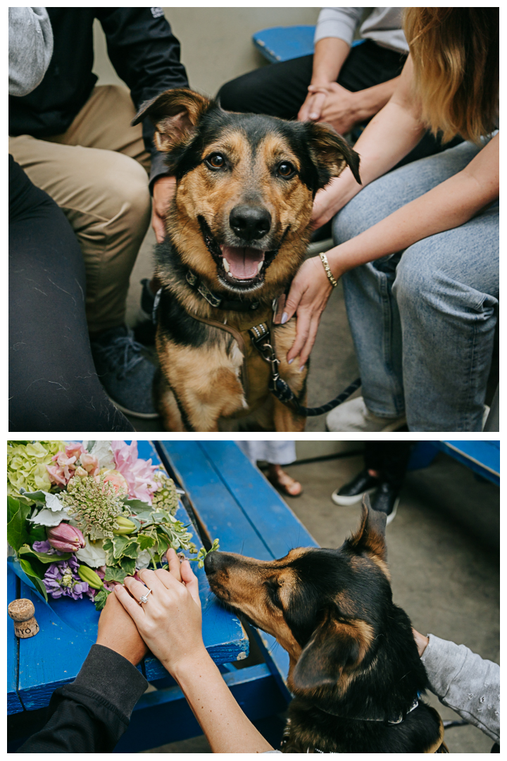 Surprise Proposal at Playa Del Rey in Los Angeles, California