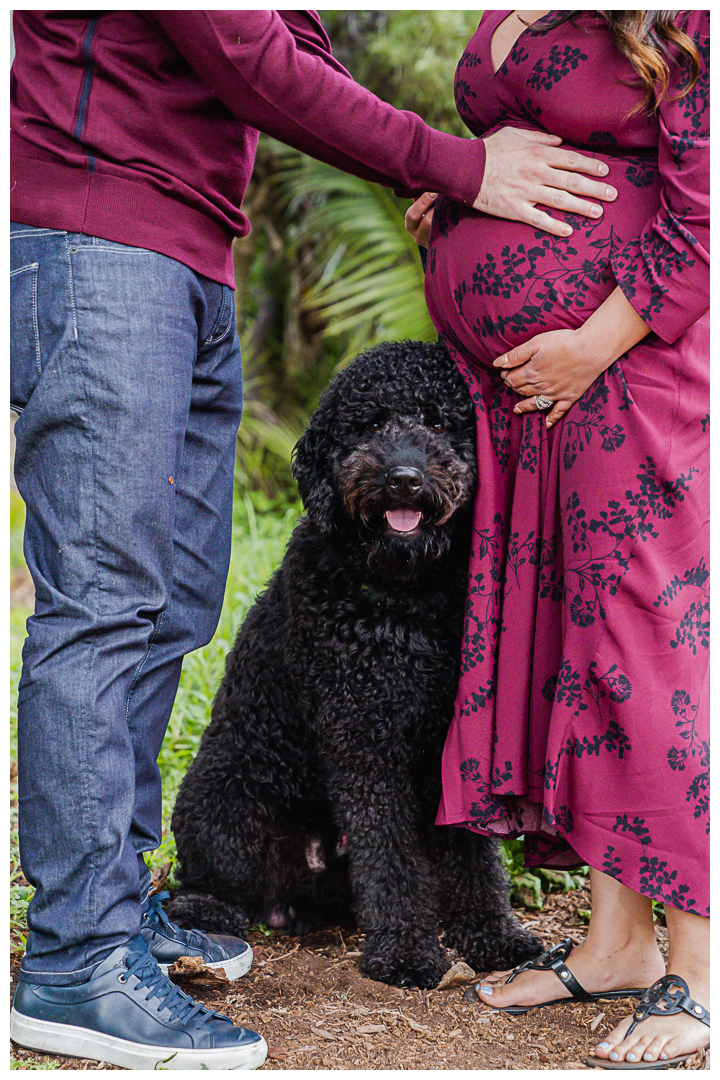 Maternity session with dog at Valley Park and Veterans Parkway in Hermosa Beach Cove, Los Angeles, California.