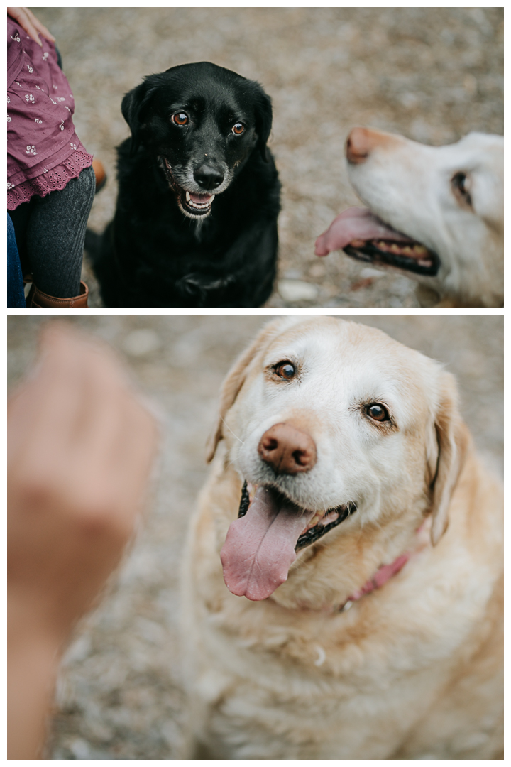 Family Photos at Montemalaga in Palos Verdes, Los Angeles, California