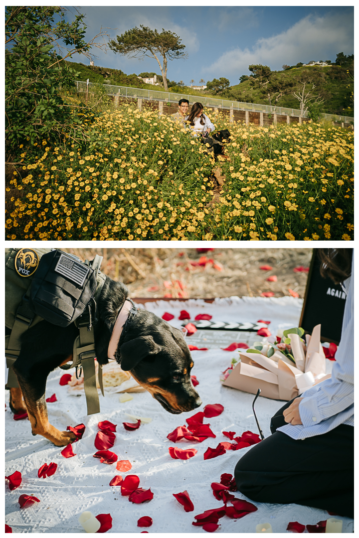 Surprise Marriage Proposal in Palos Verdes, Los Angeles, California 