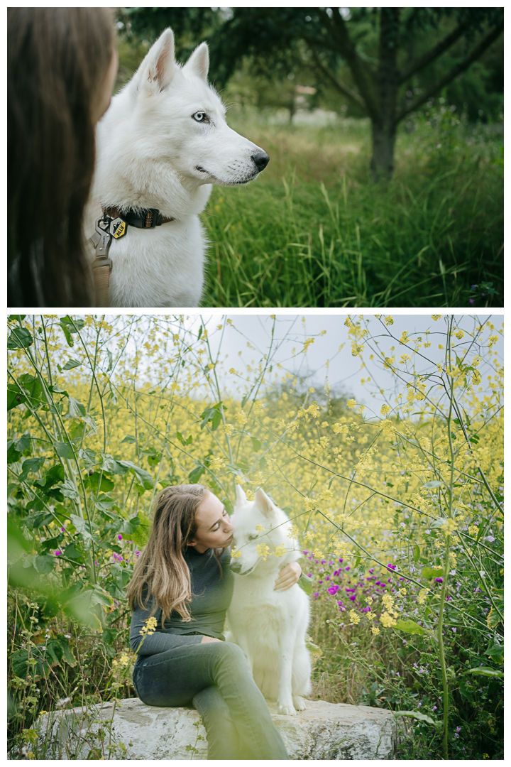 Dography Pet Photography Portrait in Palos Verdes, Los Angeles, California