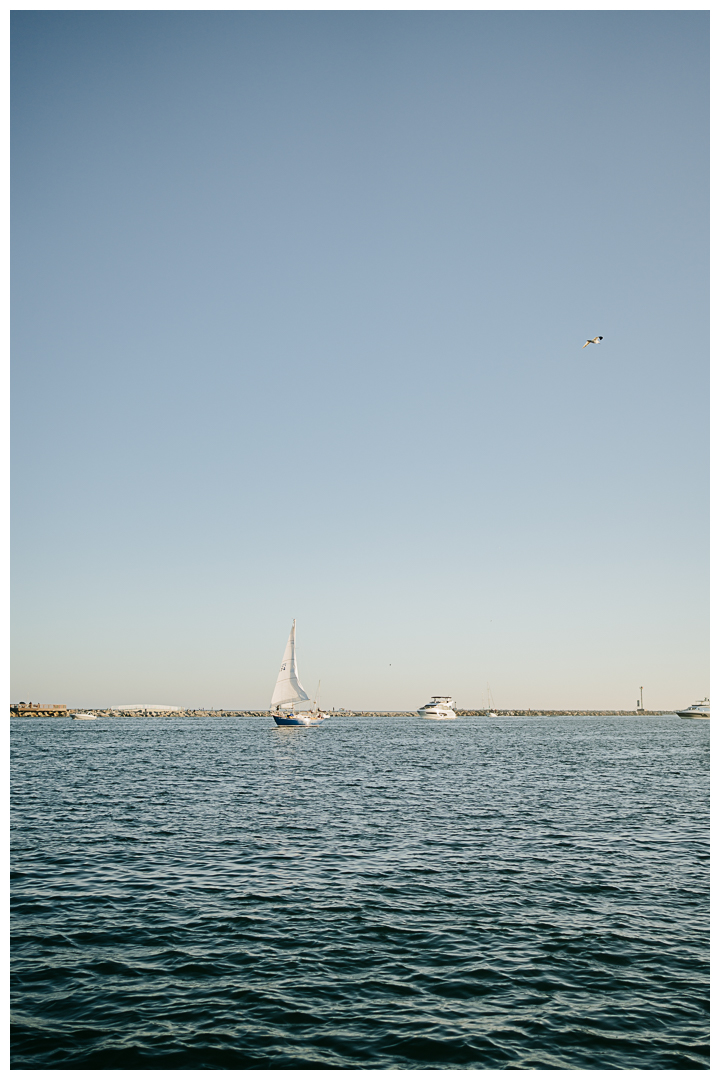 Surprise Proposal at Marina Del Rey, Los Angeles, California