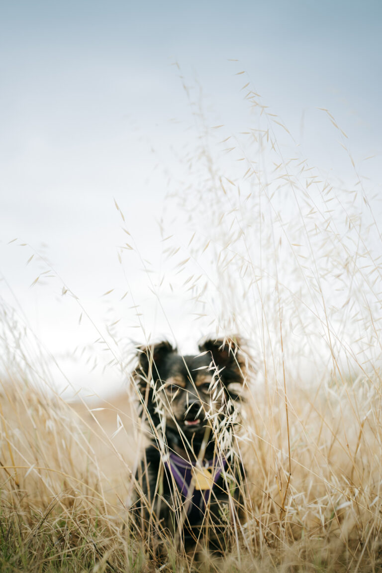 Outdoor Dog Portraits Dography in Palos Verdes | Milo & Squirmy