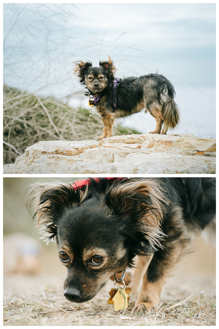 Outdoor Dog Portraits Dography in Palos Verdes | Milo & Squirmy