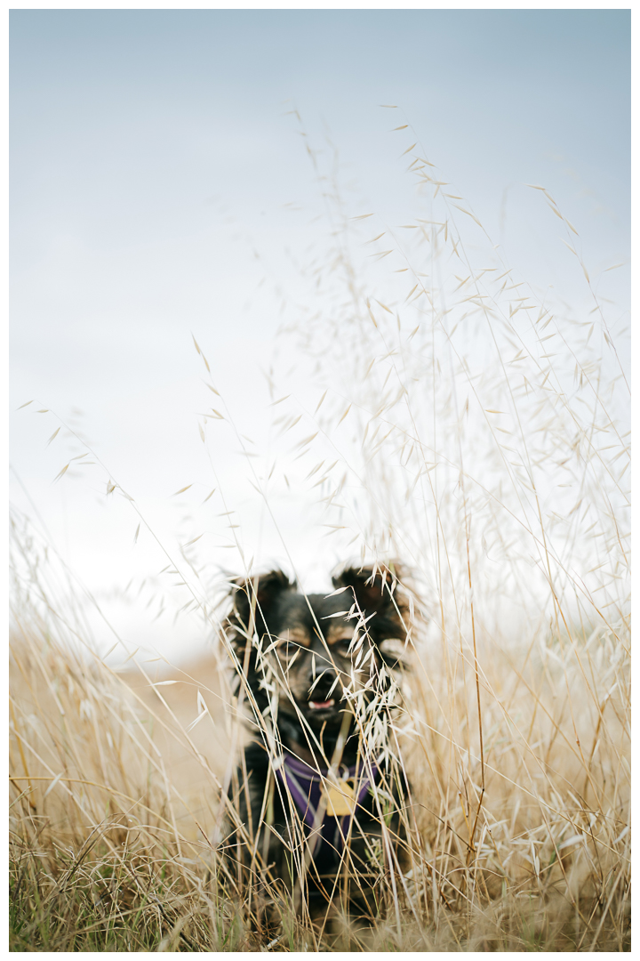 Outdoor Dog Portraits Dography in Palos Verdes | Milo & Squirmy