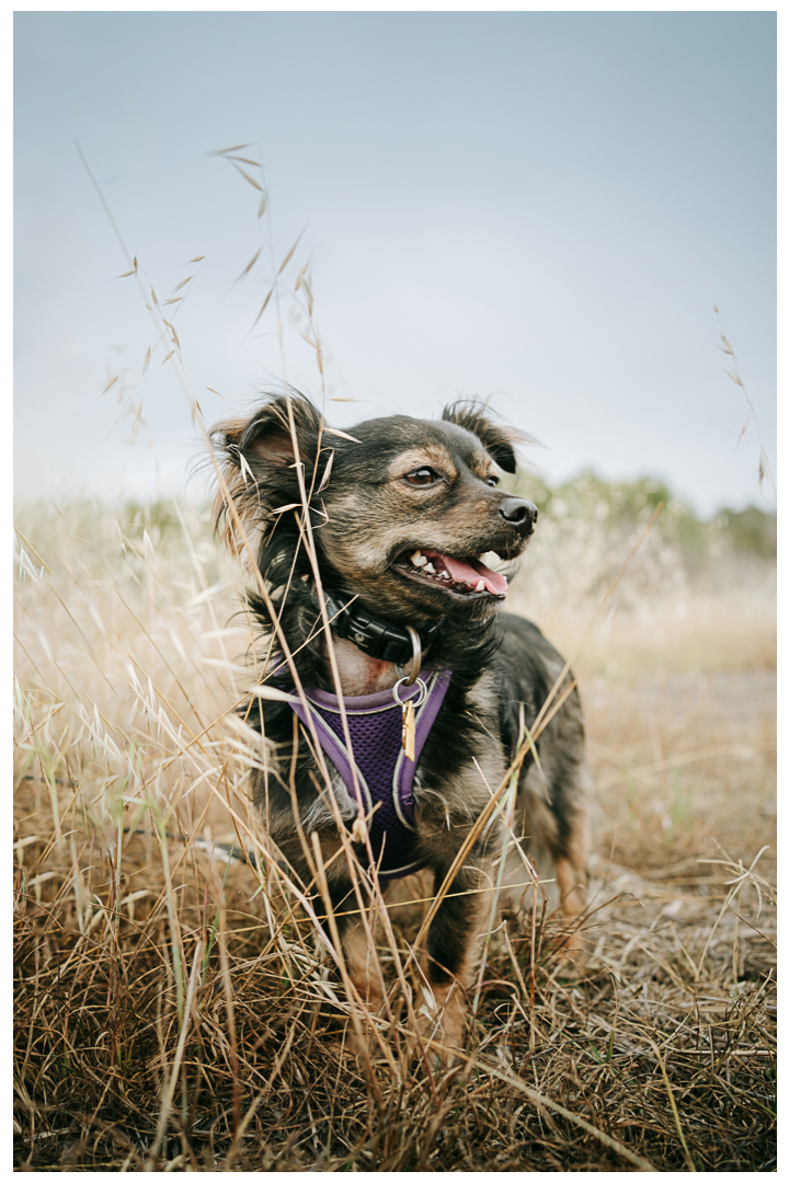 Outdoor Dog Portraits Dography in Palos Verdes | Milo & Squirmy