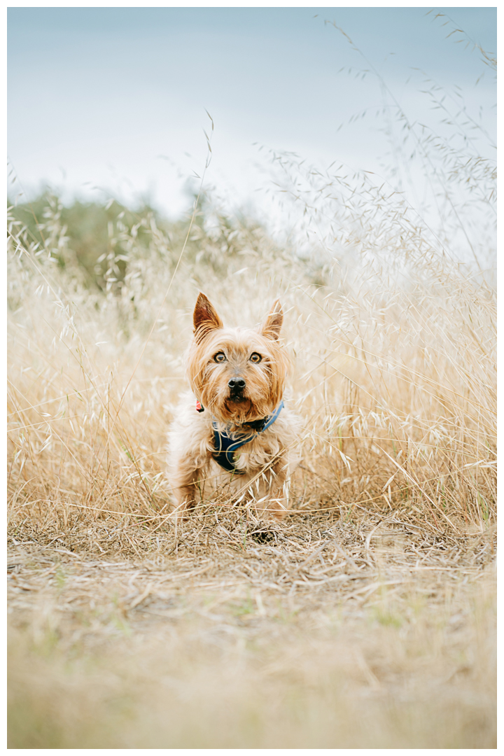 Outdoor Dog Portraits Dography in Palos Verdes | Milo & Squirmy