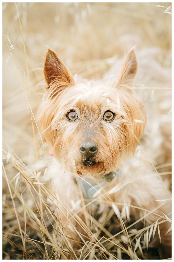 Outdoor Dog Portraits Dography in Palos Verdes | Milo & Squirmy