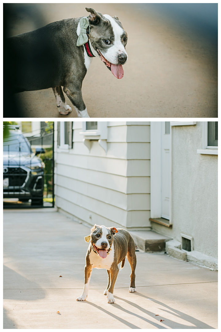 Family Photos with Pet at home | The Harvilla Family