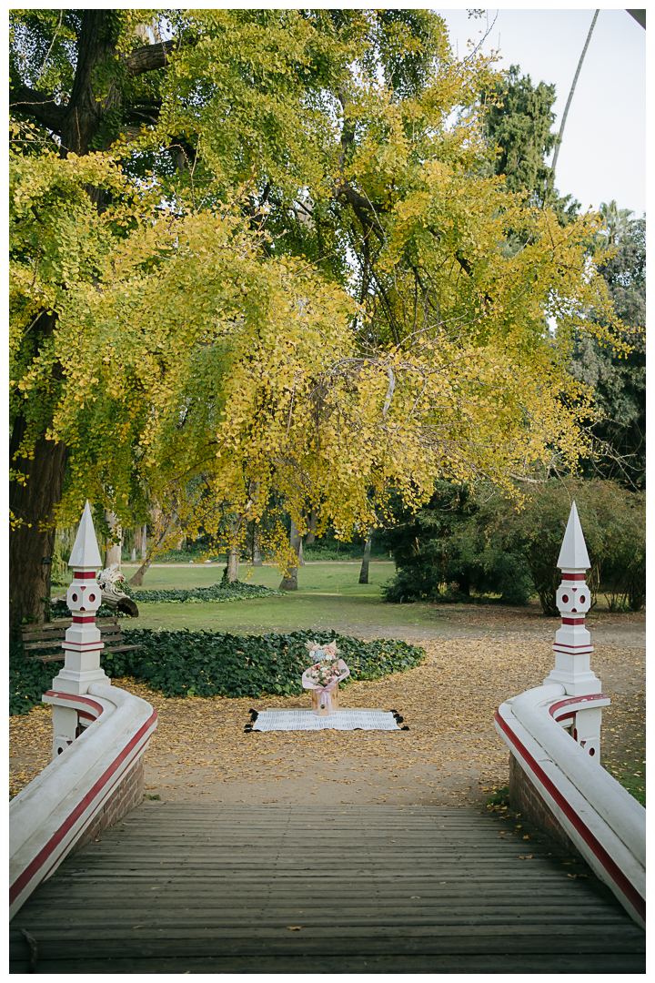 Surprise Proposal at Los Angeles County Arboretum in Arcadia, California