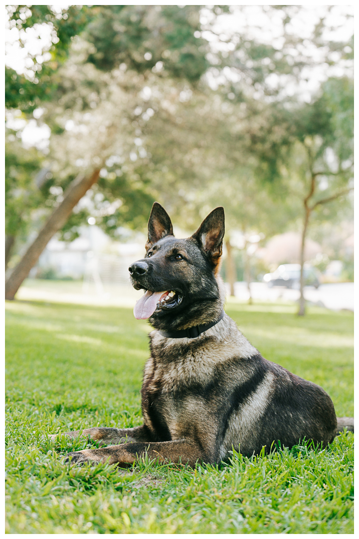 Lifestyle Branding Photoshoot | Palos Verdes K9