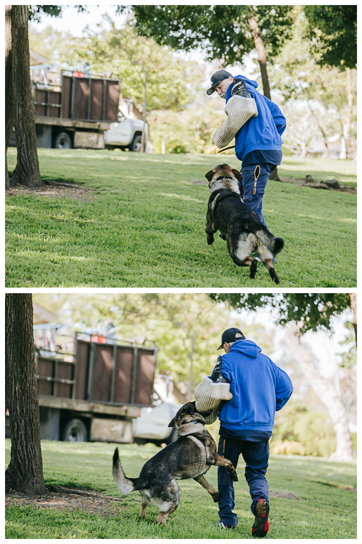 Lifestyle Branding Photoshoot | Palos Verdes K9