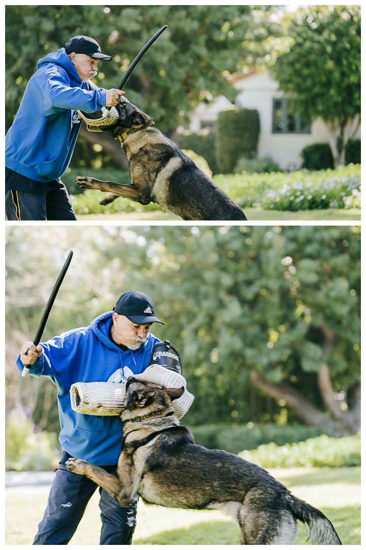 Lifestyle Branding Photoshoot | Palos Verdes K9