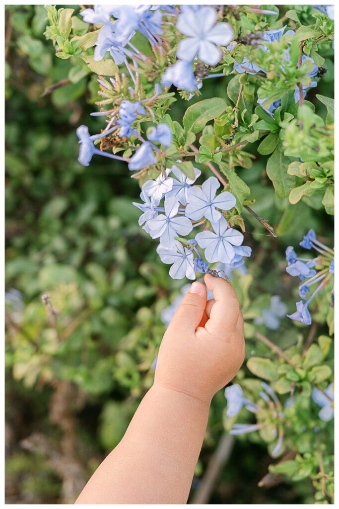 Palos Verdes Ernie Howlett Park Family Photos | The Mazuda Family