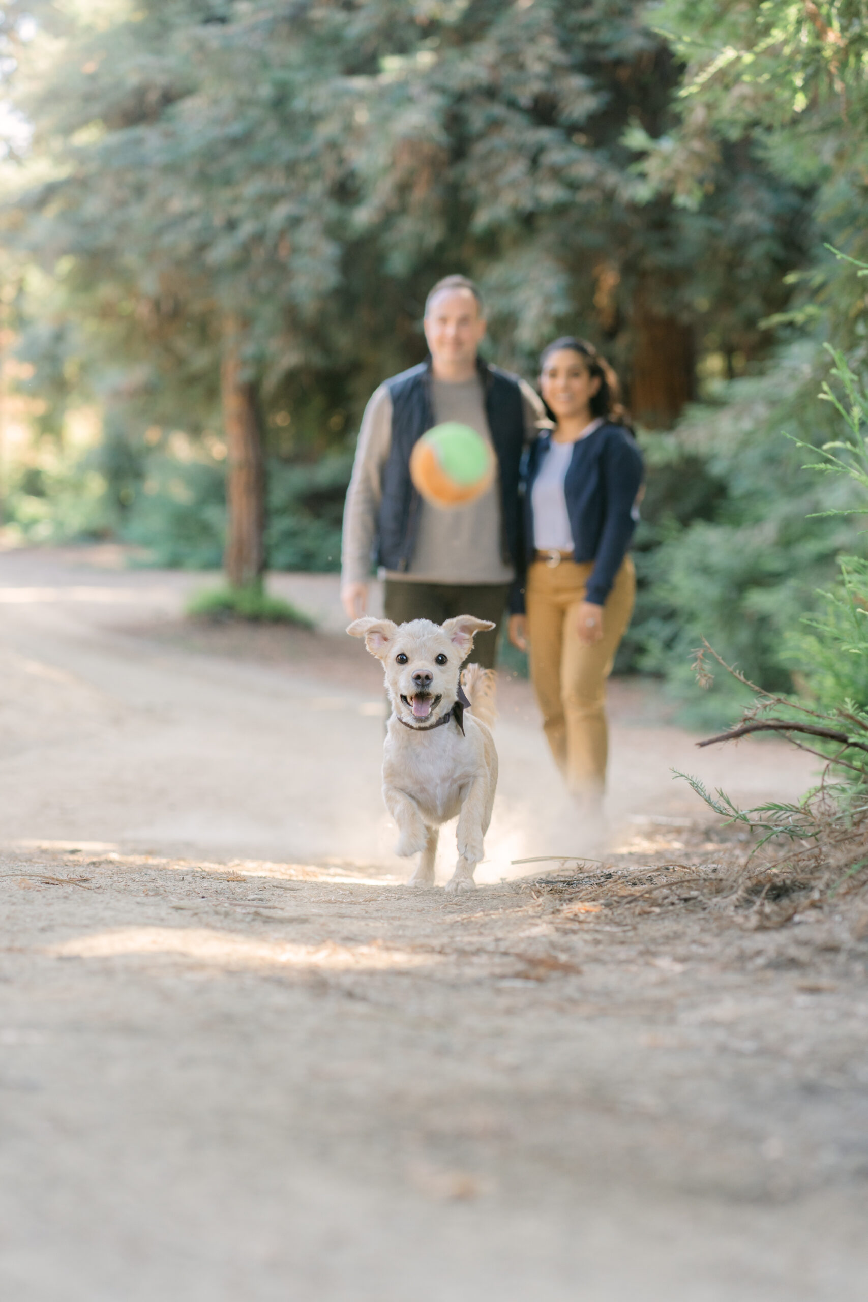 Orange County Redwood Grove in Carbon Canyon Family Photos with Pet