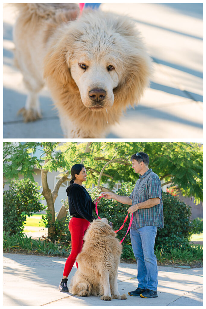 Editorial Branding for Peninsula Magazine | featuring Palos Verdes K9