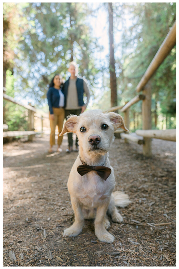 Orange County Redwood Grove in Carbon Canyon Family Photos with Pet