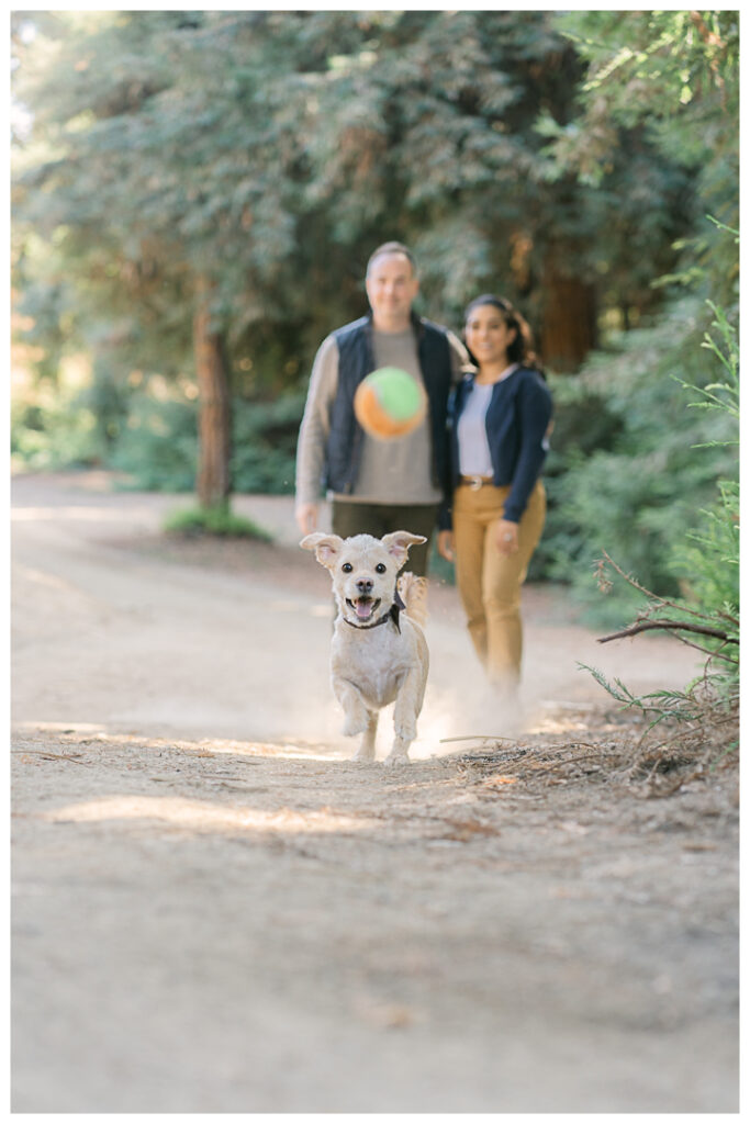 Orange County Redwood Grove in Carbon Canyon Family Photos with Pet